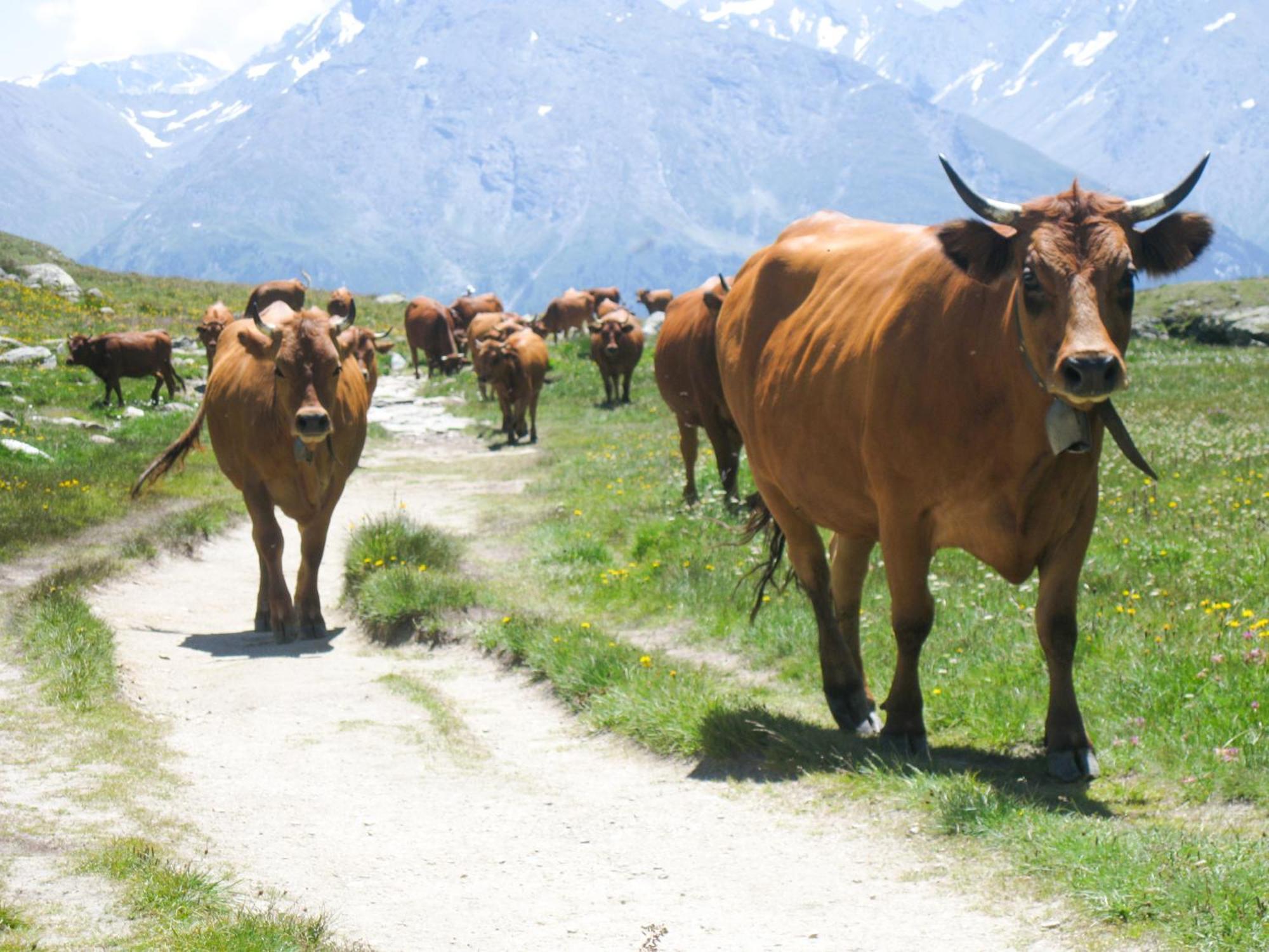 Aux Portes Du Parc National De La Vanoise Appartement Termignon Val Cenis Avec Wifi 외부 사진