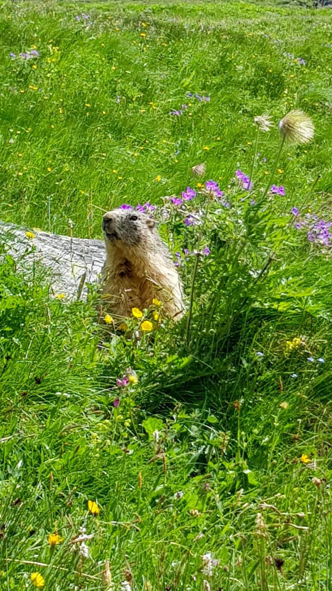 Aux Portes Du Parc National De La Vanoise Appartement Termignon Val Cenis Avec Wifi 외부 사진